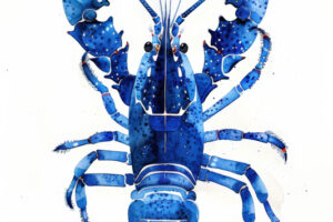 Blue Lobster