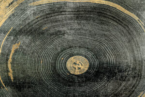 Cosmos