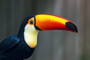 Wreathed Hornbill.