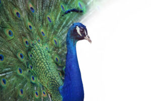 Portrait of Peacock