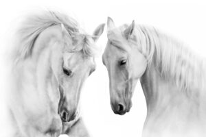 White horses (Copy)