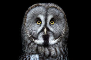 Great grey owl
