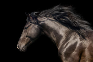 Black Stallion in Motion